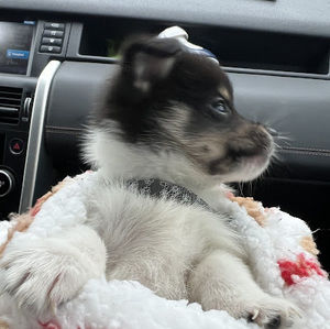 Meet your Posher, Liliana